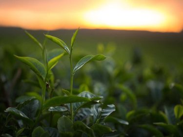 green-tea-bud-fresh-leaves-tea-plantations